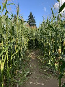 Corn Maze